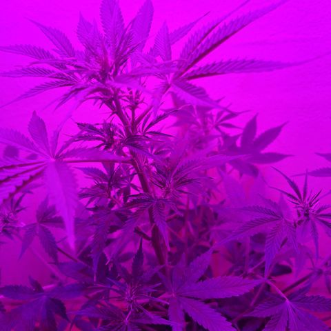 Purble punch  growlog timeline photo