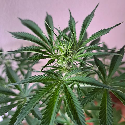 Purble punch  growlog timeline photo