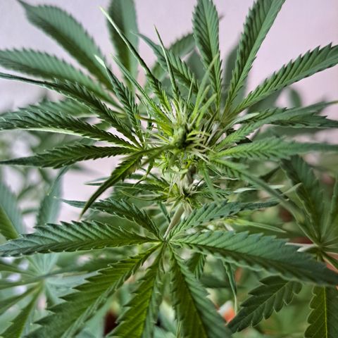 Purble punch  growlog timeline photo