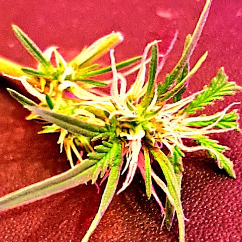Purble punch  growlog photo: Fotos Anfang Blüte Phase 