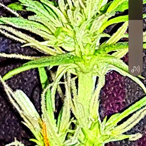 Purble punch  growlog photo: Fotos Anfang Blüte Phase 