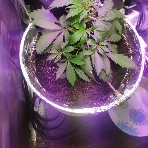 Неизвестный генетический growlog timeline photo