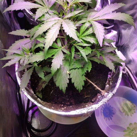 Неизвестный генетический growlog photo: Просто фото