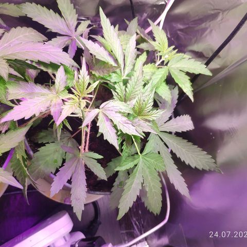 Неизвестный генетический growlog timeline photo
