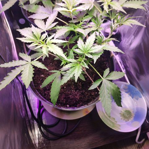 Неизвестный генетический growlog photo: Обрезка листьев около стебля