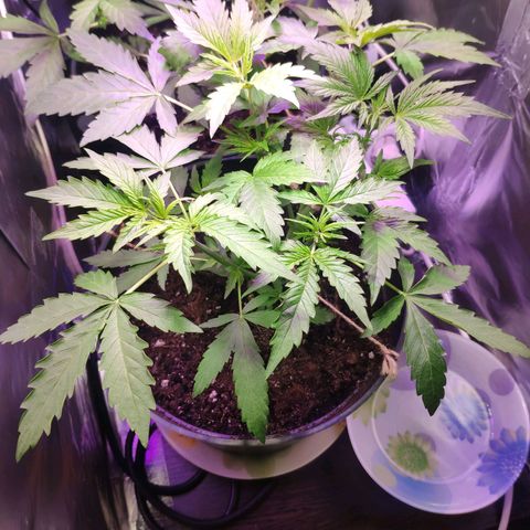 Неизвестный генетический growlog photo: Просто фото