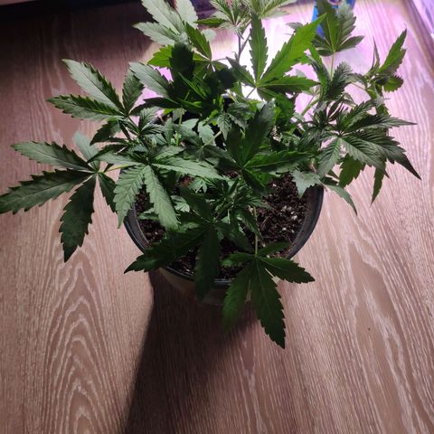 Неизвестный генетический growlog timeline photo