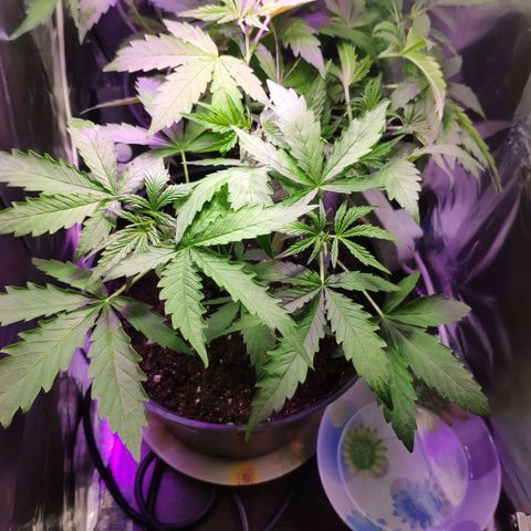Неизвестный генетический growlog timeline photo