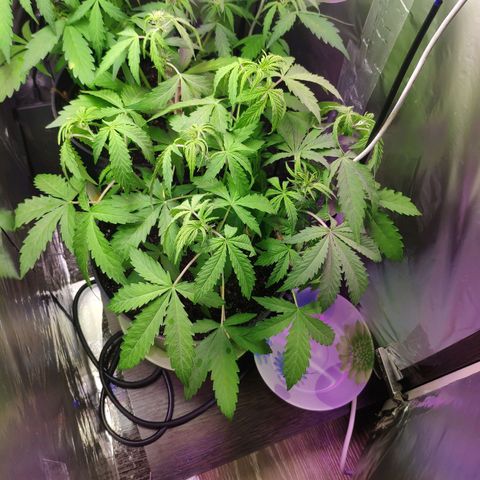 Неизвестный генетический growlog photo: Полил чистой водой
