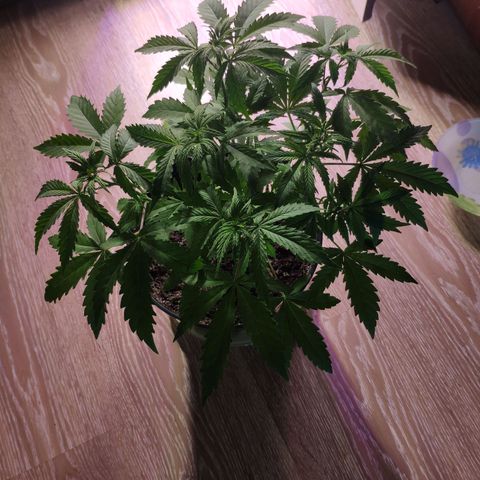 Неизвестный генетический growlog timeline photo