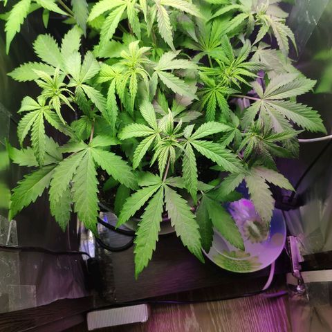 Неизвестный генетический growlog timeline photo