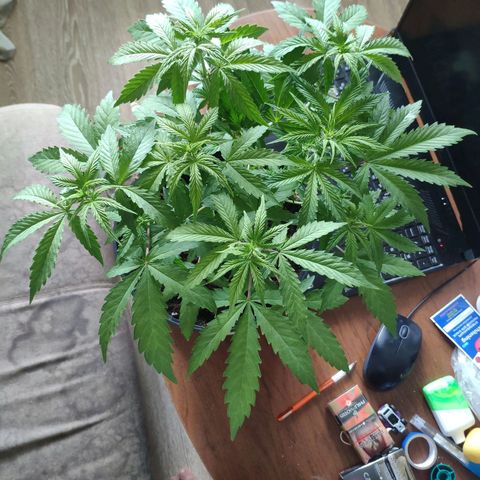 Неизвестный генетический growlog timeline photo
