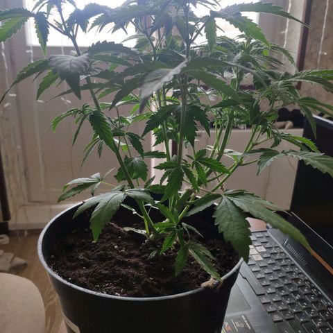 Неизвестный генетический growlog timeline photo