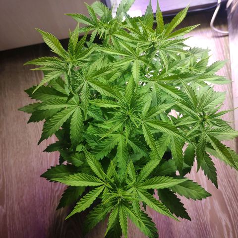 Неизвестный генетический growlog photo: Полил водой с удобрениями 