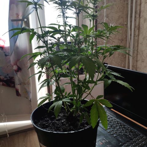 Неизвестный генетический growlog photo: Полил водой с удобрениями 