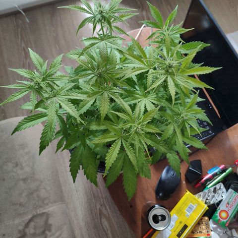 Неизвестный генетический growlog photo: Полил водой с удобрениями 