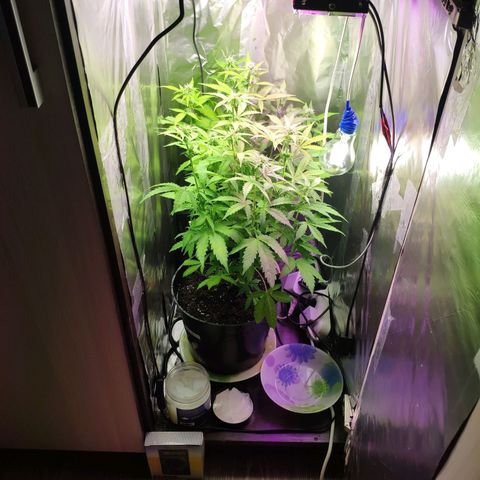 Неизвестный генетический growlog photo: Вместе с другом)