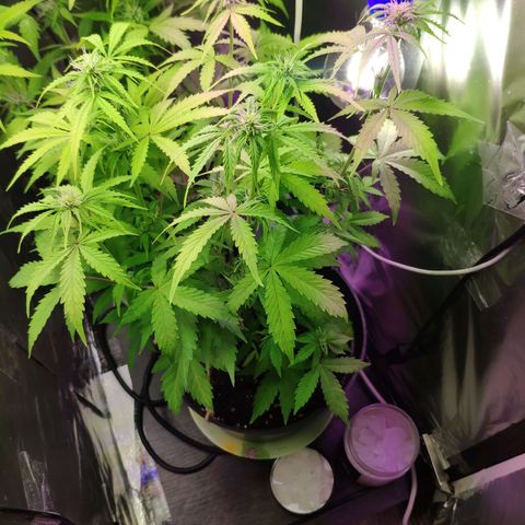 Неизвестный генетический growlog photo: Обрезал листья