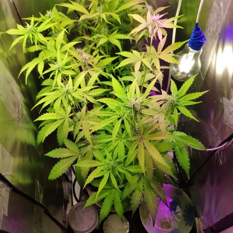 Неизвестный генетический growlog photo: Полил водой с удобрениями 