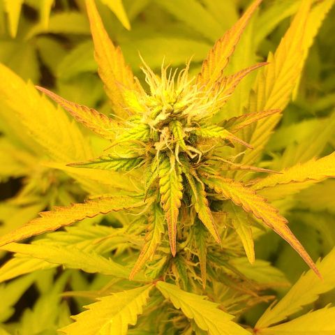 Неизвестный генетический growlog photo: Просто фотки
