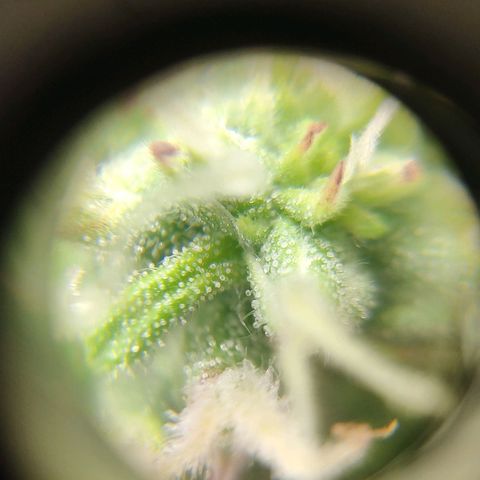 Неизвестный генетический growlog photo: Просто фотки
