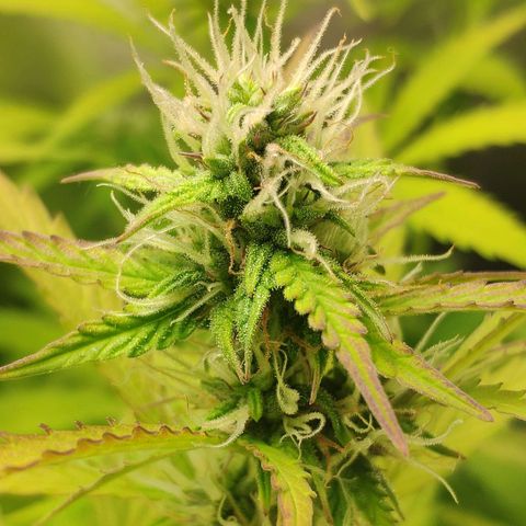 Неизвестный генетический growlog photo: Просто фотки