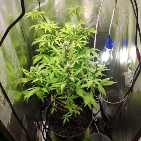 Неизвестный генетический growlog photo: Просто фотки