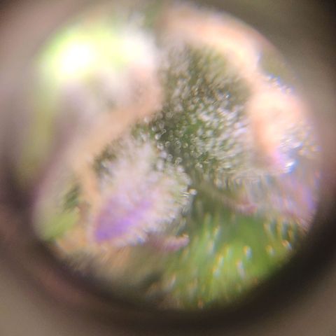 Неизвестный генетический growlog photo: Просто фотки)