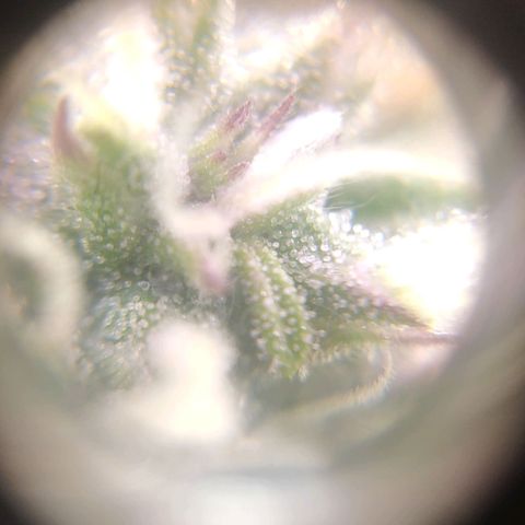 Неизвестный генетический growlog photo: Просто фотки)