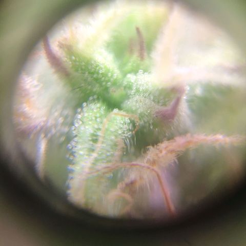 Неизвестный генетический growlog photo: Просто фотки)
