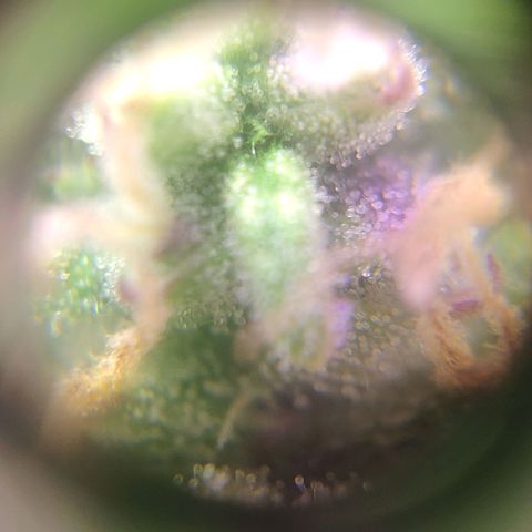 Неизвестный генетический growlog photo: Просто фотки)