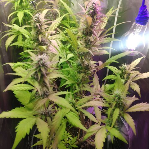Неизвестный генетический growlog photo: Просто фотки)
