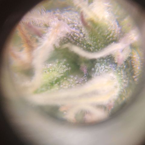Неизвестный генетический growlog photo: Просто фотки)