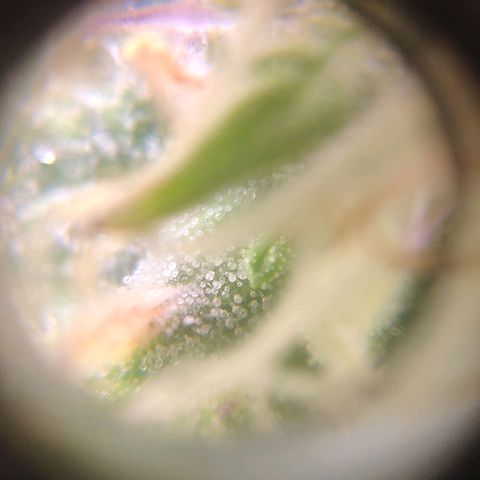 Неизвестный генетический growlog photo: Просто фотки)