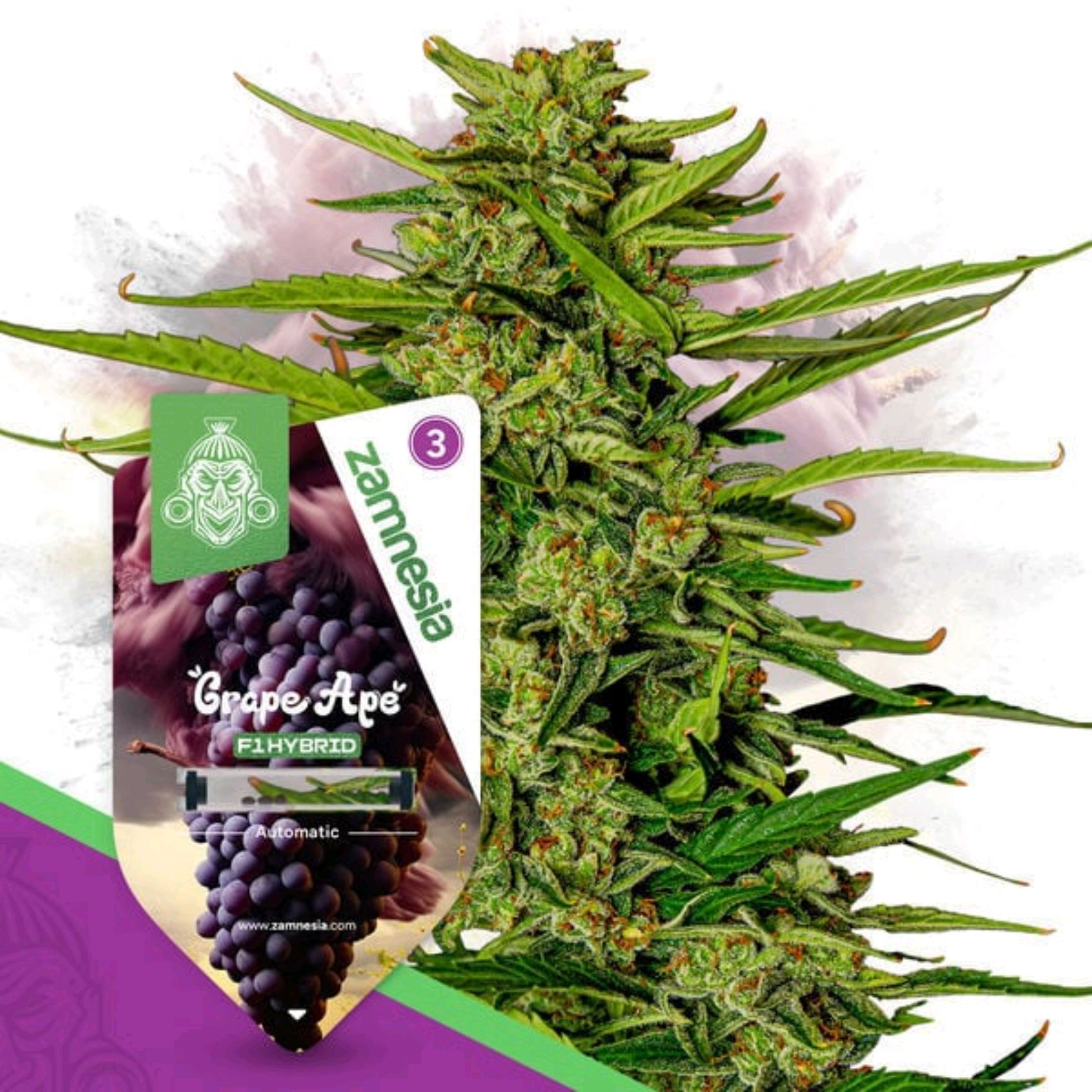Grape Ape Auto F1 growlog header