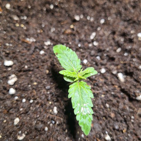 Wurlz F1 growlog timeline photo