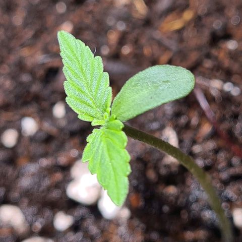 Grape Ape Auto F1 growlog photo