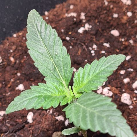 Watermelon Candy Automatic growlog timeline photo