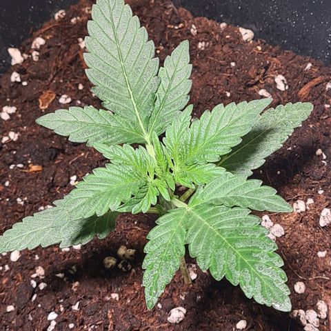 Wurlz F1 growlog timeline photo