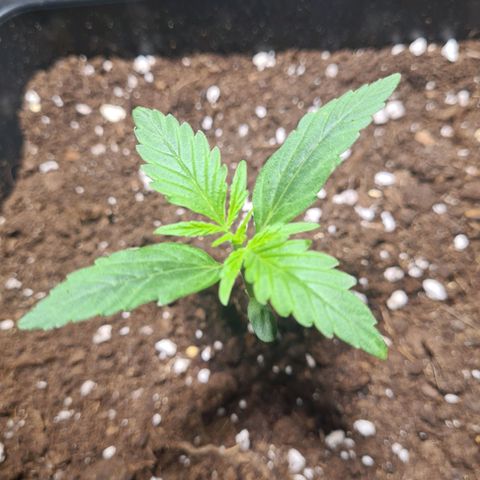 Grape Ape Auto F1 growlog photo