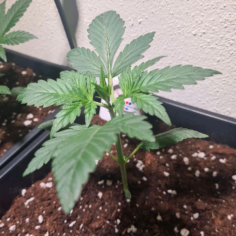 Watermelon Candy Automatic growlog timeline photo