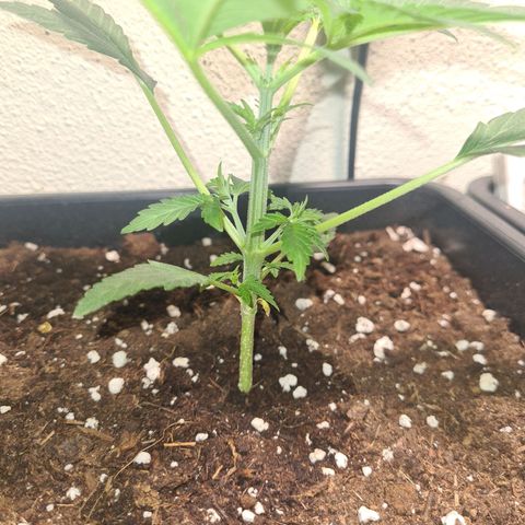 Wurlz F1 growlog timeline photo