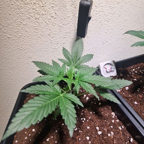 Wurlz F1 growlog timeline photo