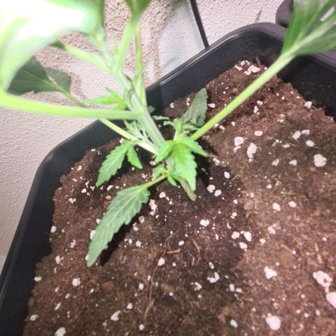 Wurlz F1 growlog timeline photo