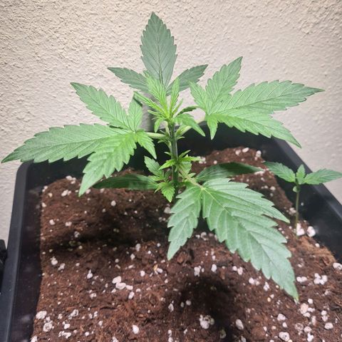 Grape Ape Auto F1 growlog photo