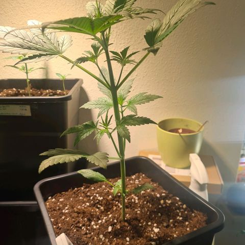 Watermelon Candy Automatic growlog timeline photo