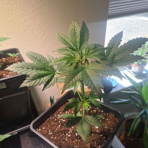 Watermelon Candy Automatic growlog timeline photo