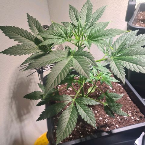 Wurlz F1 growlog timeline photo