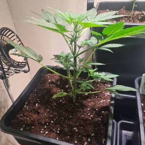 Wurlz F1 growlog timeline photo