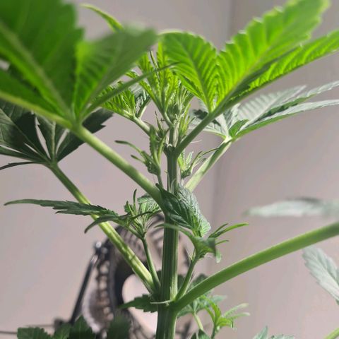 Wurlz F1 growlog timeline photo